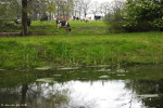 Markgraven